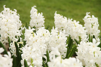 Close-up of white flowering plants on field