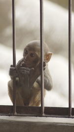 Monkey in cage at zoo