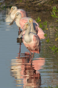 Close-up of birds perching on lake