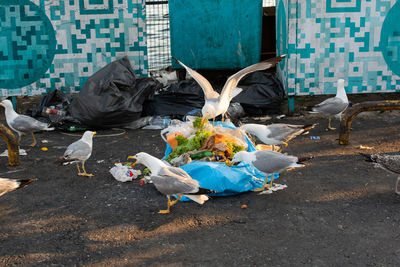 High angle view of pigeons on field