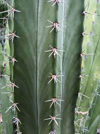 Close-up of prickly pear cactus