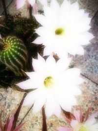 Close-up of white flower blooming outdoors