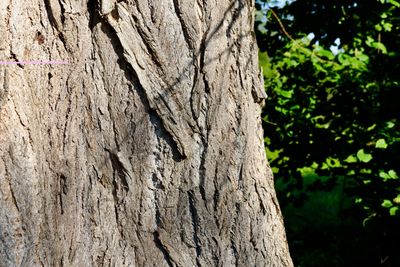 Close-up of tree trunk