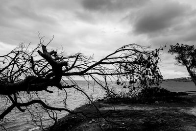 Bare tree by plants against sky
