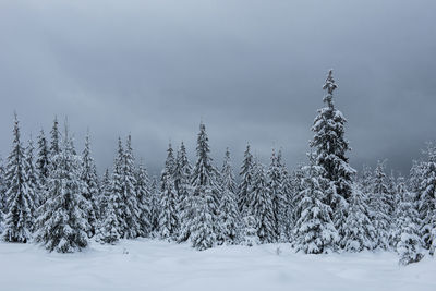 Snow covered trees on land against sky