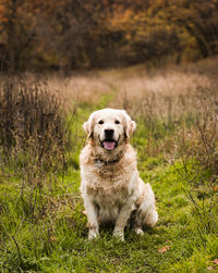 Portrait of golden retriever sitting on field