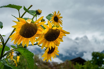 Close-up of yellow sunflower against sky