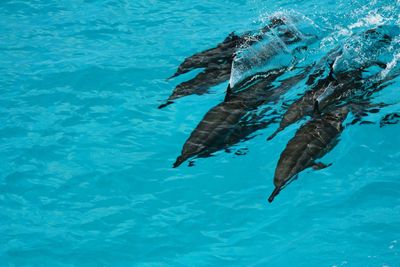 Fish swimming in sea