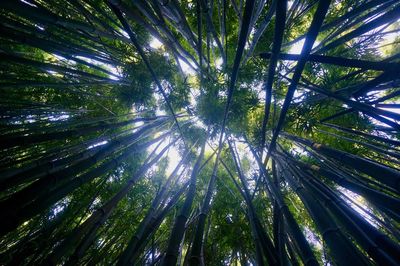 Low angle view of trees in forest