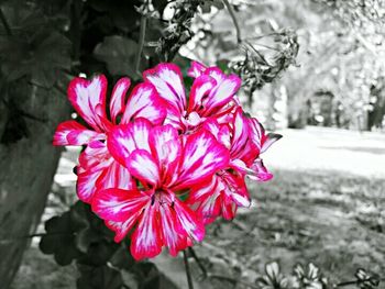 Close-up of pink flower