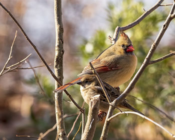 Close-up of bird perching on branch