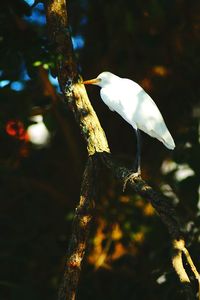 Close-up of gray heron perching on tree