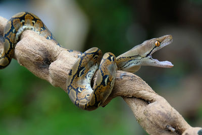 Close-up of snake