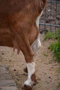 Close-up of cow