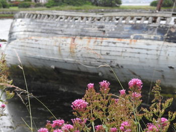 Close-up of plants in water