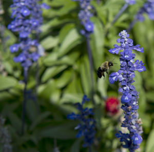 Close-up of bee pollinating on purple flowers