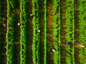 Scenic view of trees growing on field