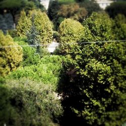 Plants and trees in park