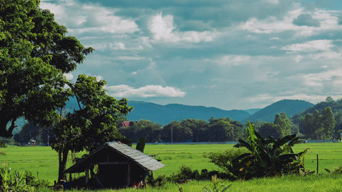 Scenic view of agricultural field against sky