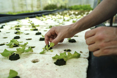 Hands of farmer growing plants in greenhouse