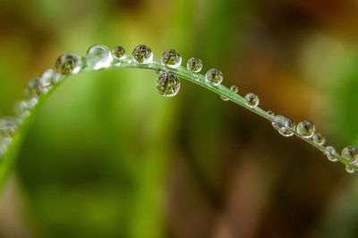 Close-up of water drops on plant