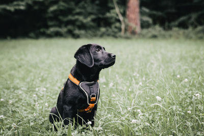 Black dog looking away while sitting on field