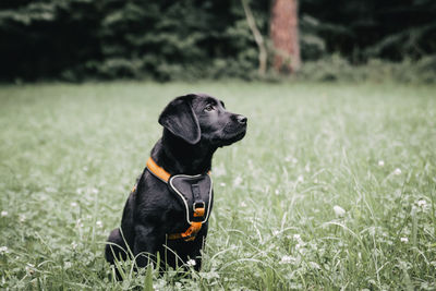 Dog looking away on field