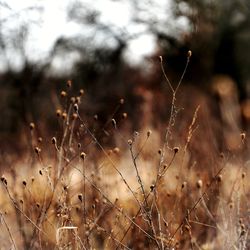 Close-up of dry plant on field