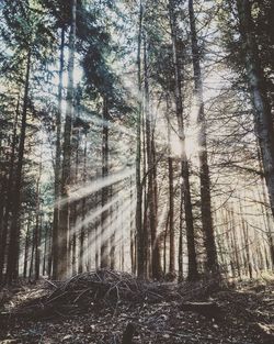 Low angle view of bamboo trees in forest