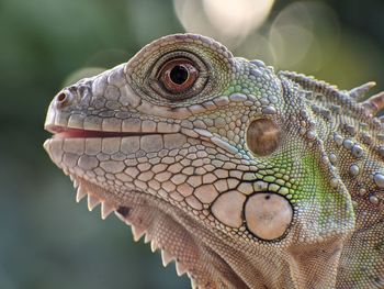 Close-up of a lizard