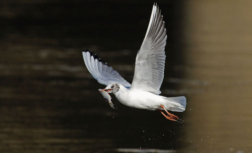 Seagulls flying over lake