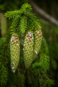 Close-up of green pine tree