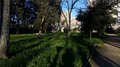 Close-up of fresh green grass against sky