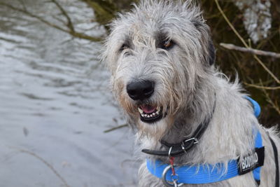 Close-up portrait of dog