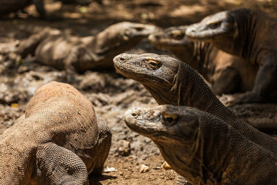 Close-up of lizard on land