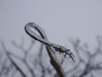 Close-up of frozen plant during winter