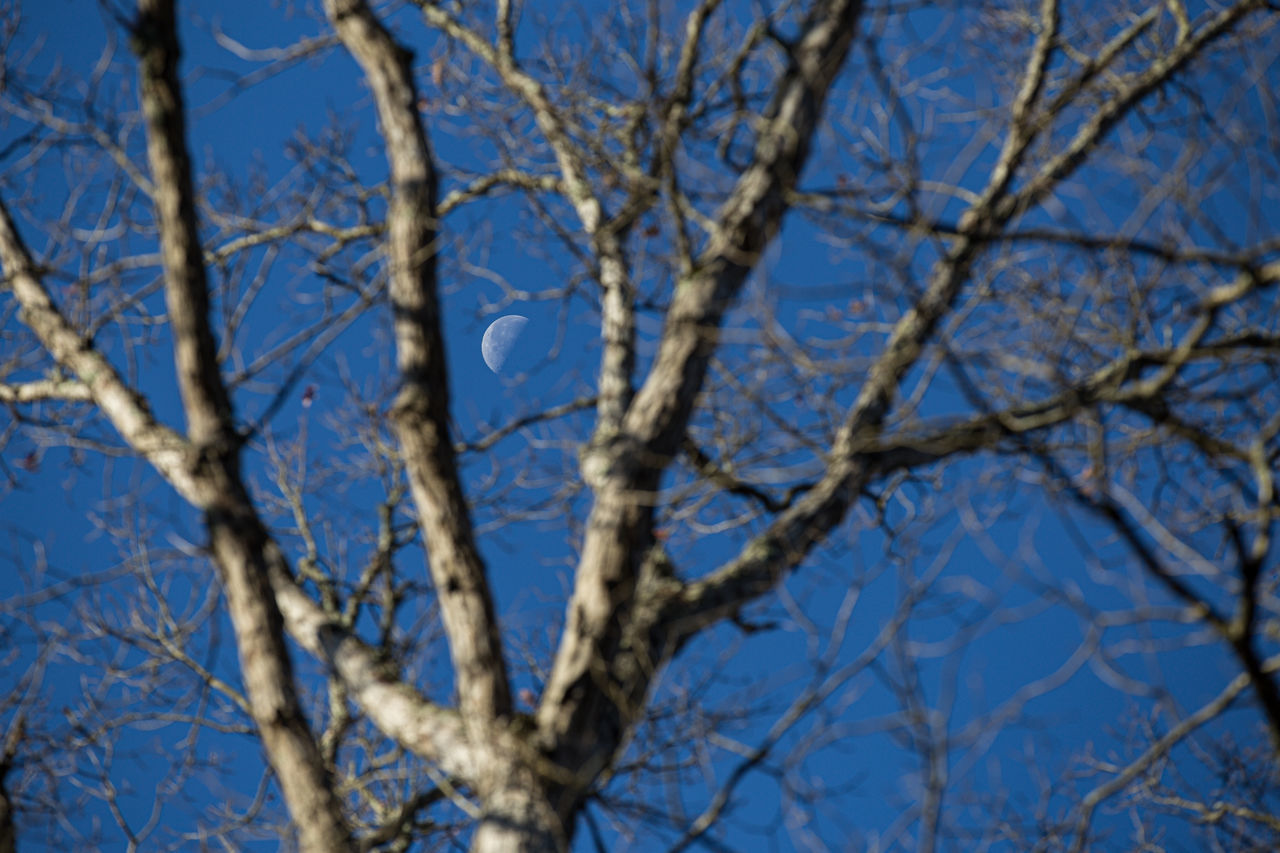 tree, branch, plant, winter, blue, nature, sky, bare tree, no people, low angle view, frost, day, outdoors, clear sky, snow, twig, beauty in nature, flower, tranquility, freezing