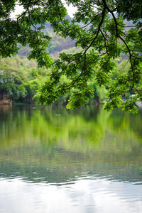 Scenic view of lake in forest