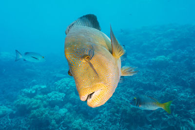 Close-up of fish swimming in sea