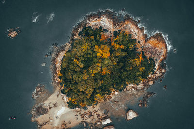 High angle view of plant on rock by sea