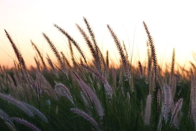 Close-up of stalks in field against sky