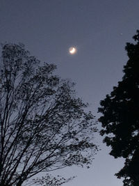 Low angle view of silhouette trees against sky at night