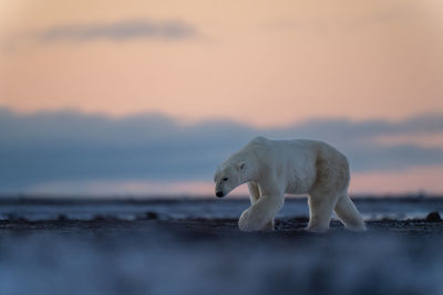 Polar bear lifts paw walking over tundra