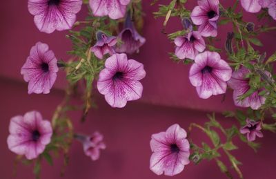 Close-up of purple flowering plant