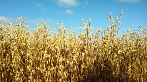 Plants growing on field against sky