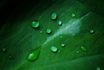 Close-up of water drops on leaf