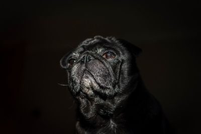 Close-up portrait of dog against black background