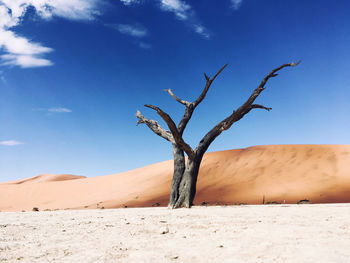 Dead tree on desert against sky