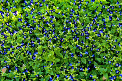 Full frame shot of purple flowering plants