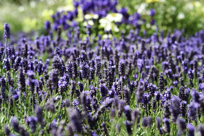 Close-up of purple flowering plants on field